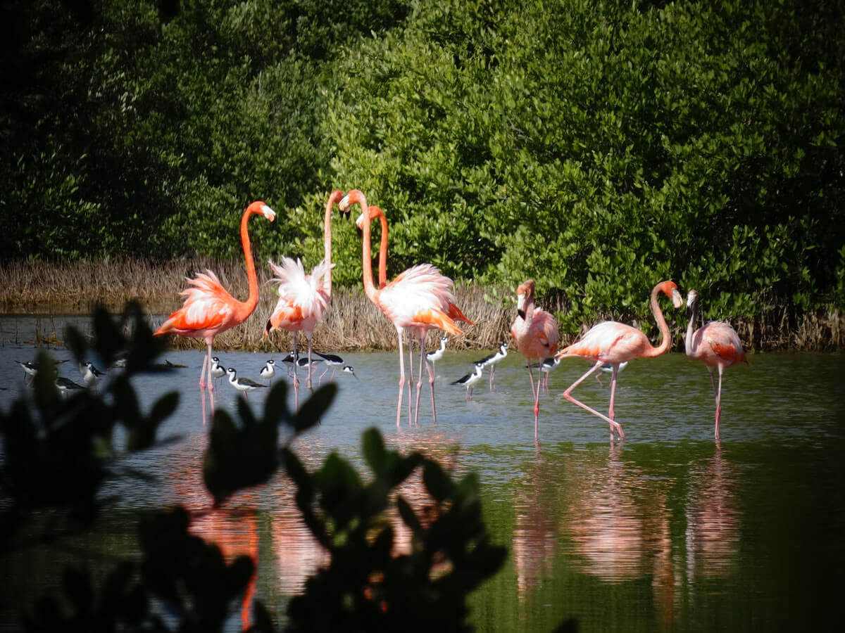 Ciénaga de Zapata A Sanctuary of Biodiversity in Cuba LAC Geo